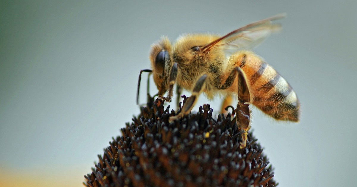 Bumblebees have an incredible sense of smell to find their way home •