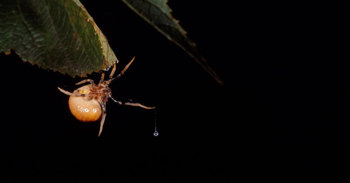 This spider web is strong enough for a bird to sit on, a scientific first