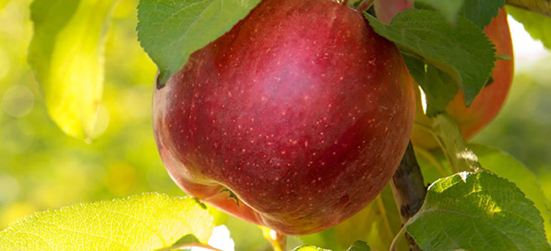 Plants “Evolve” to Produce Fruit Colors that Attract Certain Animals