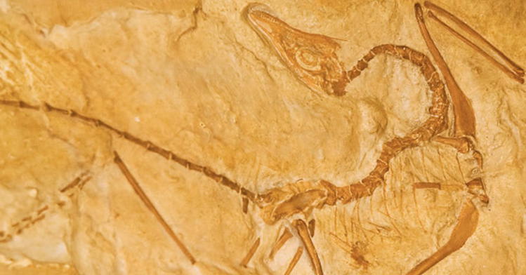 Can a Hypothetical Dino with Wings Fly?
