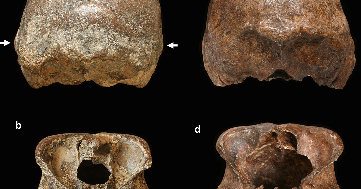 Shocking Study: Human Babies Have Always Been Human Babies