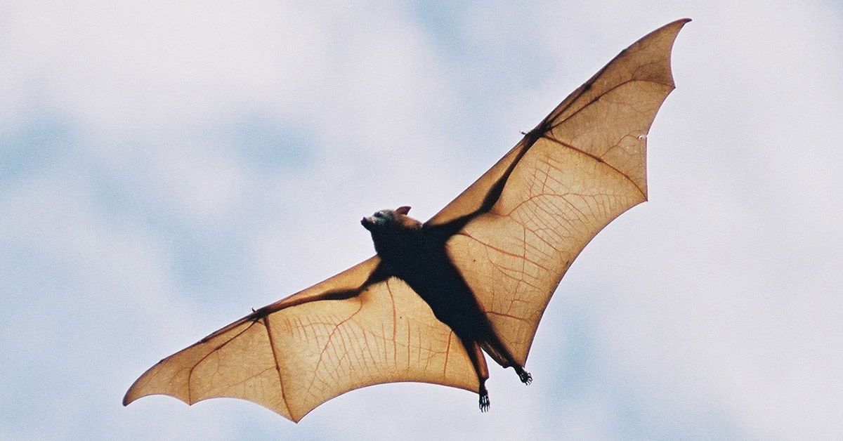 Textbook Evolutionary Story Was . . . Wrong? Answers in Genesis