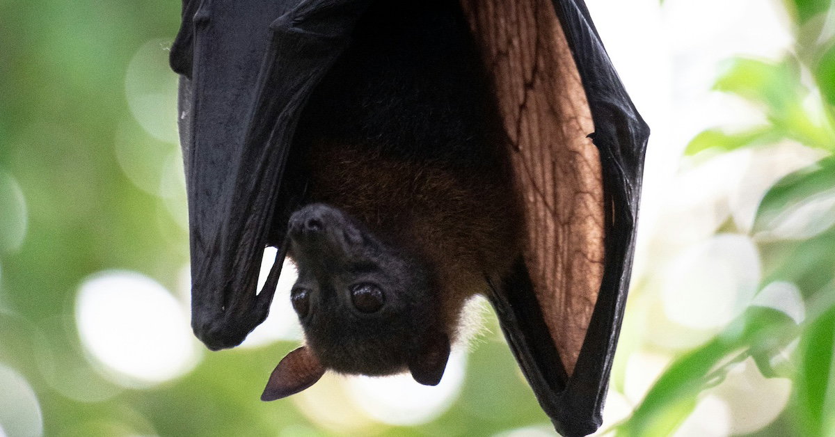 A Bit Batty