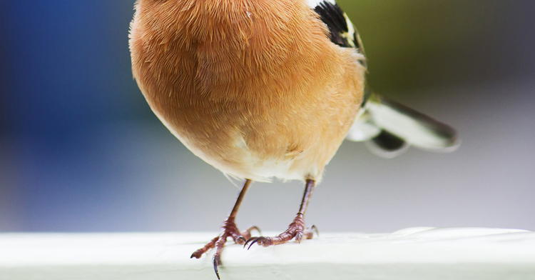 Shocking Study: Fossilized Bird Wrist Looks like Bird Wrist