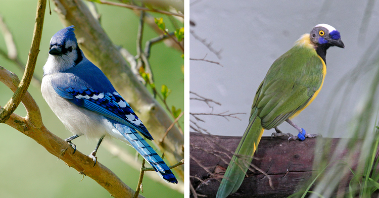 Evolutionary Puzzle Confirms Biblical Creation