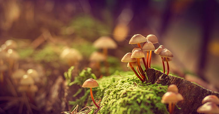 Study: Fungal Networks So Massive They’d Span 10% of the Milky Way