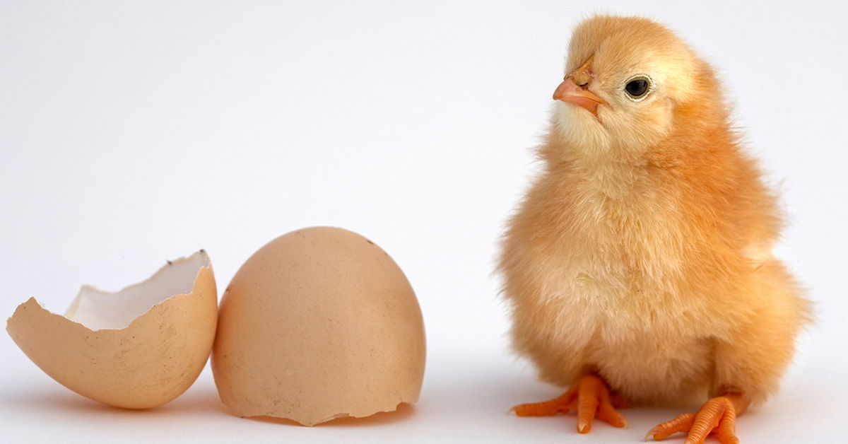 Which Came First The Chicken Or The Egg Answers In Genesis