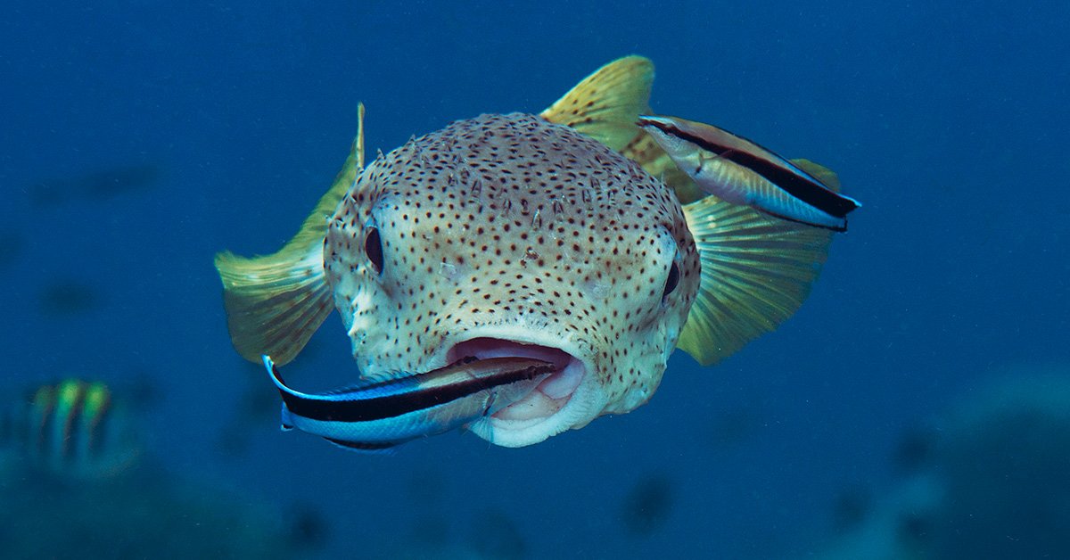 Cleaner Fish Make Other Reef Fish Smarter