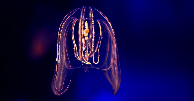 Comb Jellies More Complex Than Previously Thought