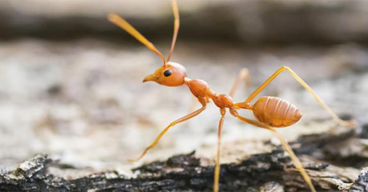 Did Adam Step on an Ant Before the Fall?