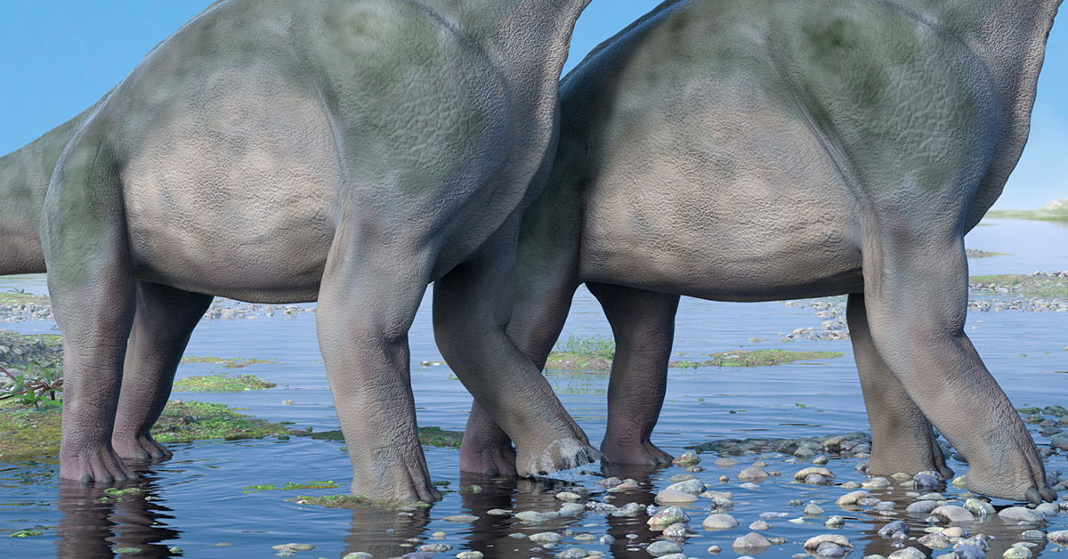 Sauropod swimmers or walkers?