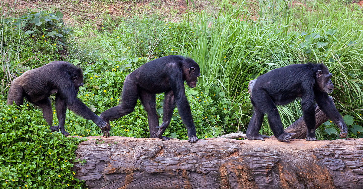 Do Chimps in a “Conga Line” Hint at the Evolution of Dance? | Answers