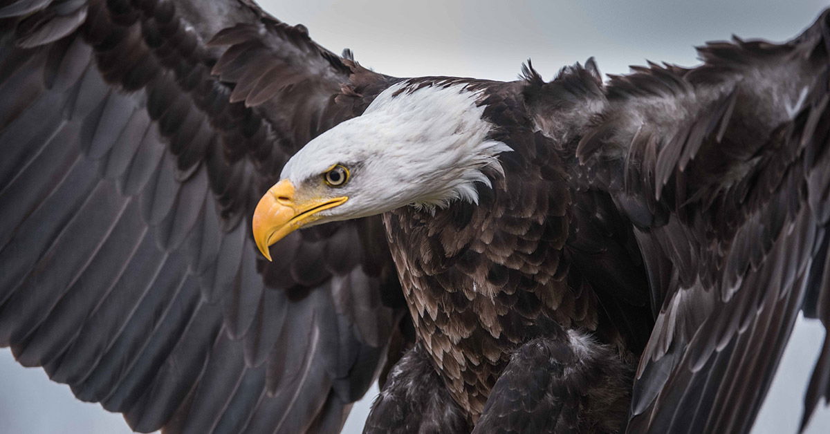 eagle wing folded