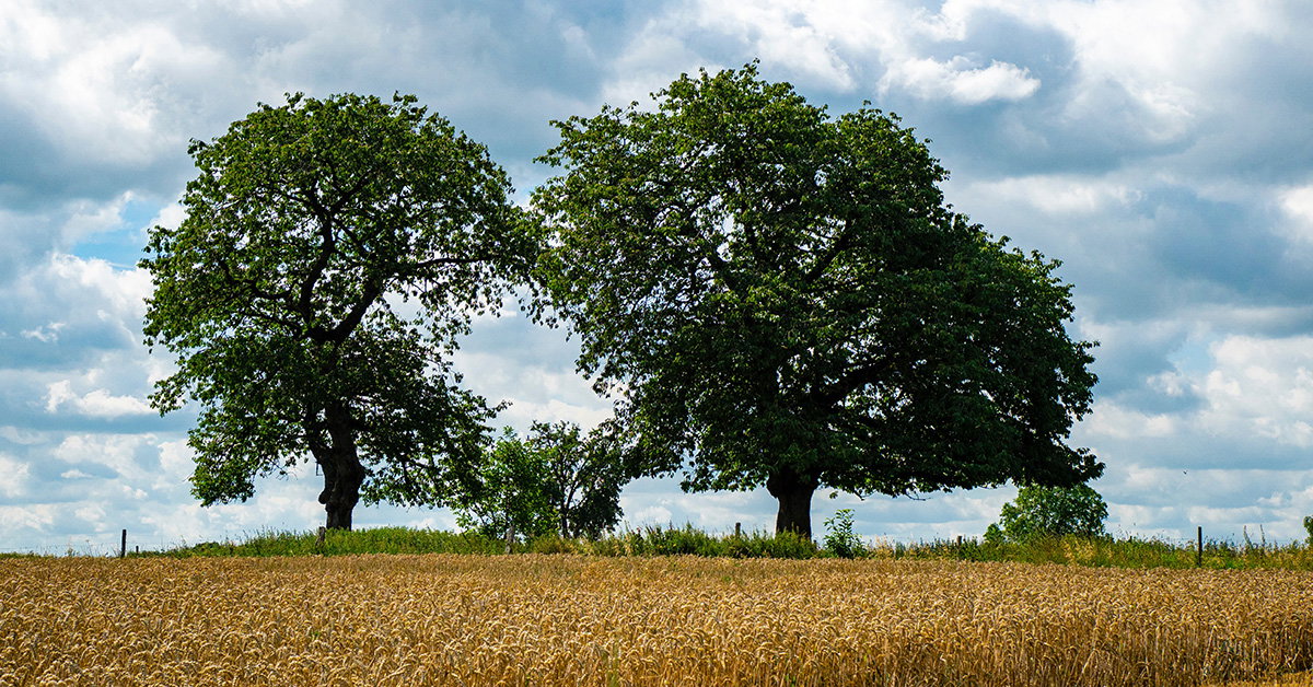 Earth Day—The History of Two Trees | Answers in Genesis