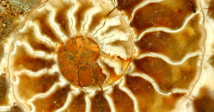 What’s the Truth About Radiocarbon Dating and the Ages of Fossils?