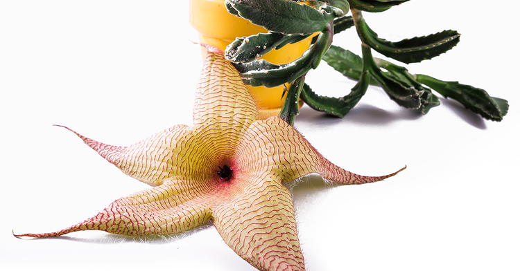 This Stinky Flower Is Hiding a Secret