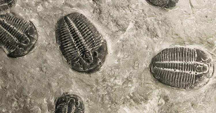 “Revolutionary Rethink”: Did the Permian Extinction Really Happen?