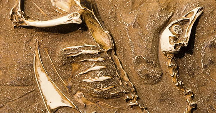 The Dinosaur Delusion: Part 2