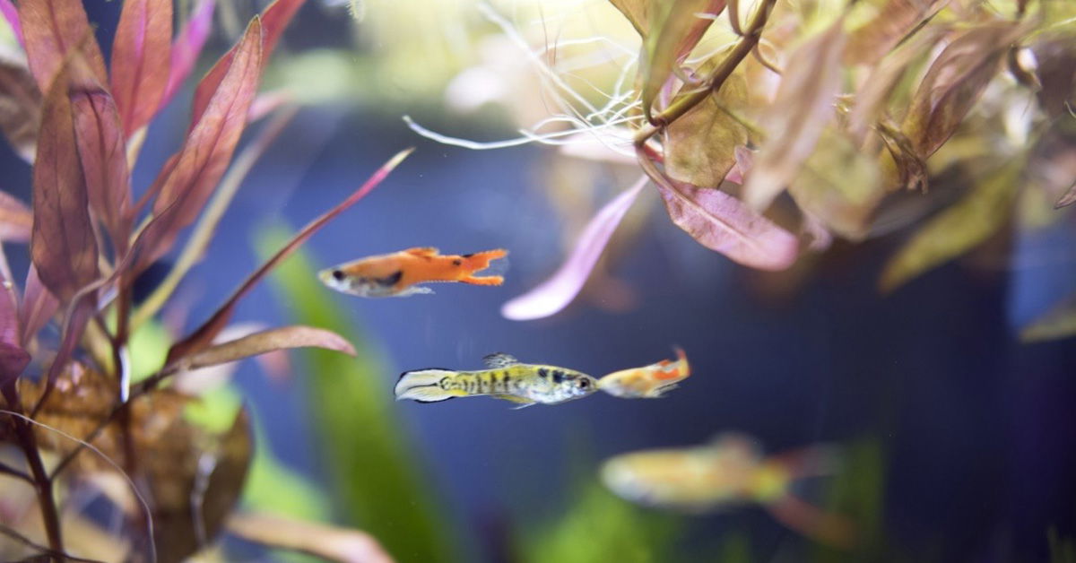 Variation and Adaptation in Guppies and Gambusia | Answers in Genesis