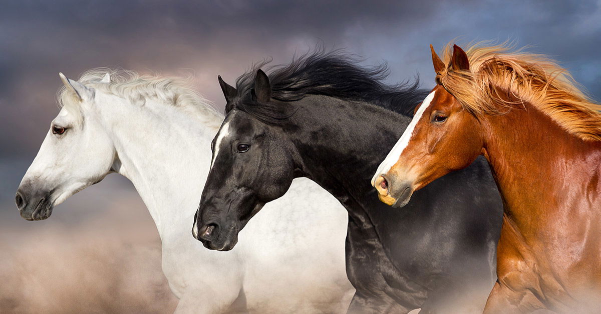 Speedy Horses Can't Outrun Loss of Diversity | Answers in ...