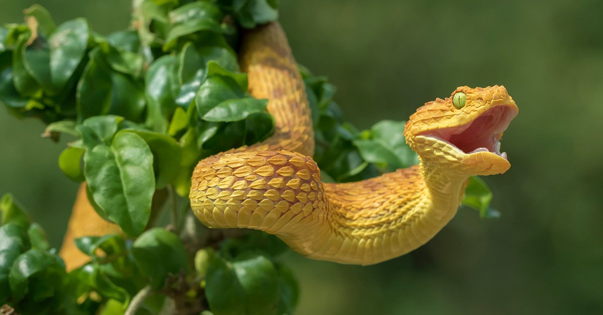 How Did Snakes Get Their Venomous Bite? | Answers in Genesis