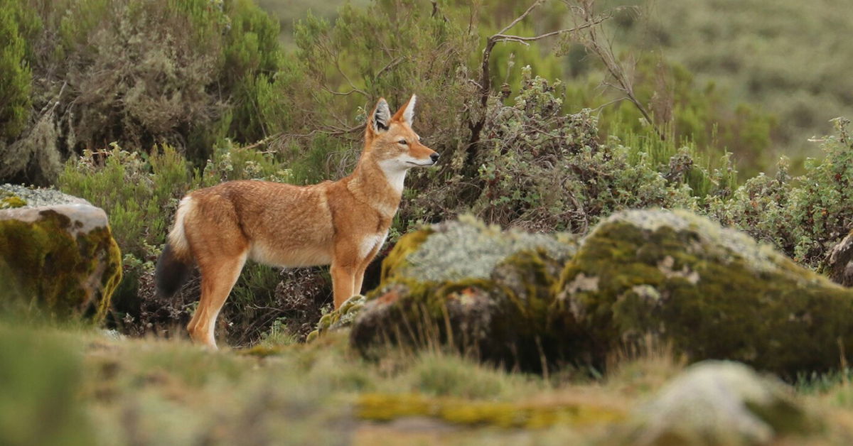 The Ethiopian wolf has been newly documented with a surprising behavior: feeding on nectar from red hot poker flowers.