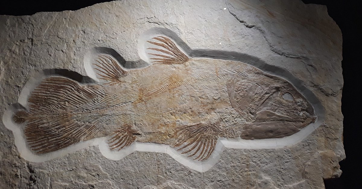 Is This Famous Fish a “Living Fossil”? Well, That Depends on Your  Assumptions | Answers in Genesis
