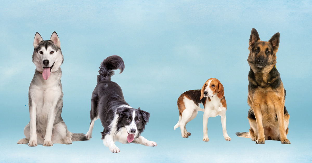 Types of dogs sale for kids