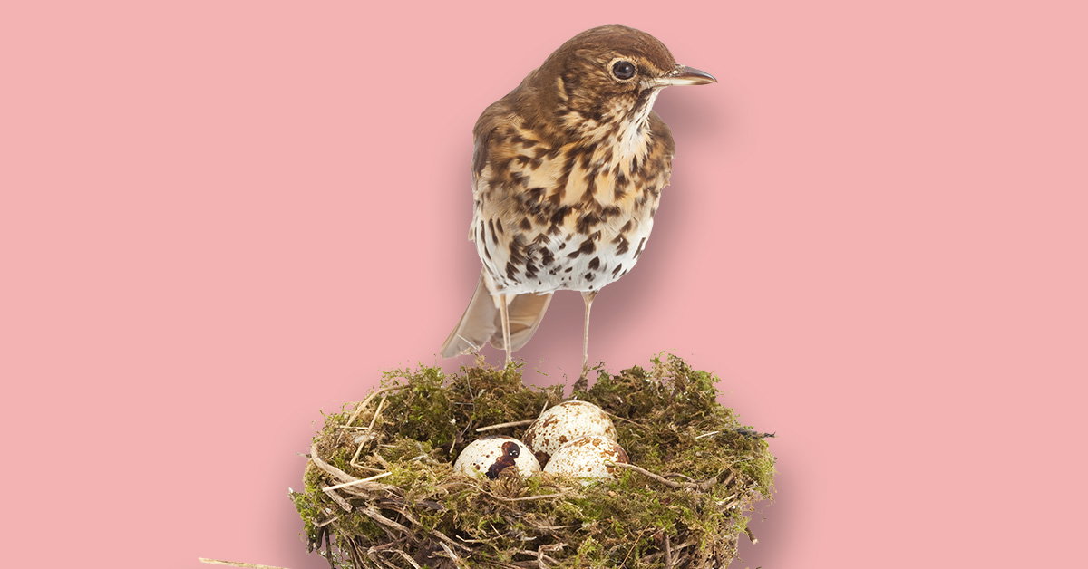 Wrendale Designs „Feather Your Nest“ Keramiktasse – Mit Vogel-Motiv Von Royal Worcester, 0,31 L, Spülmaschinenfest