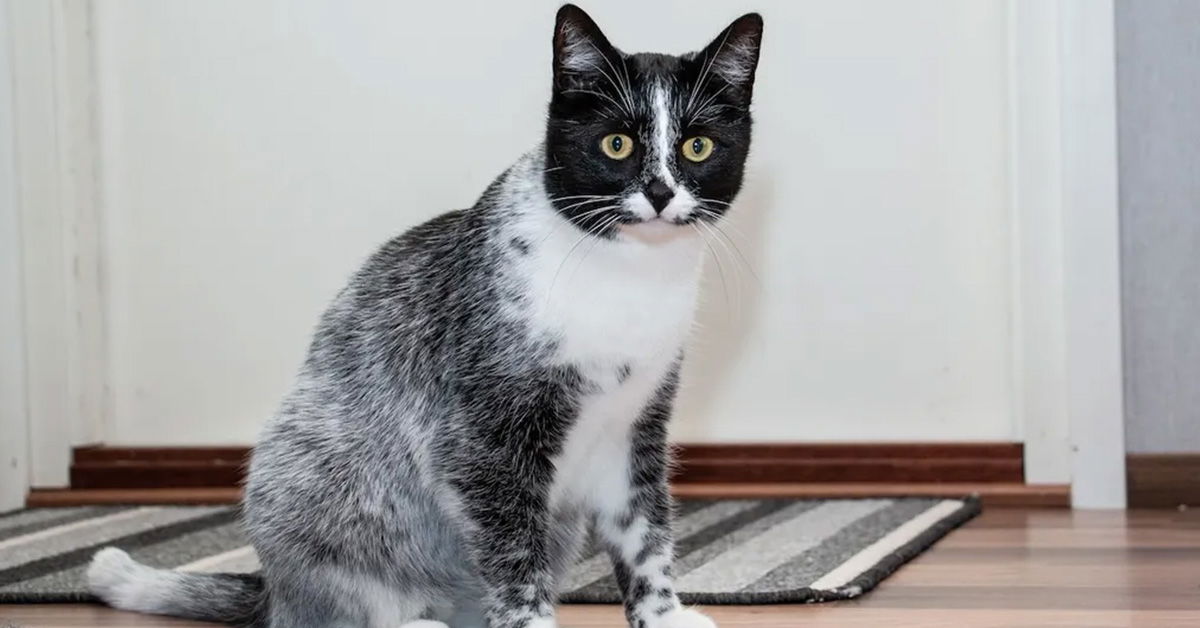 Cat Of A Different Color