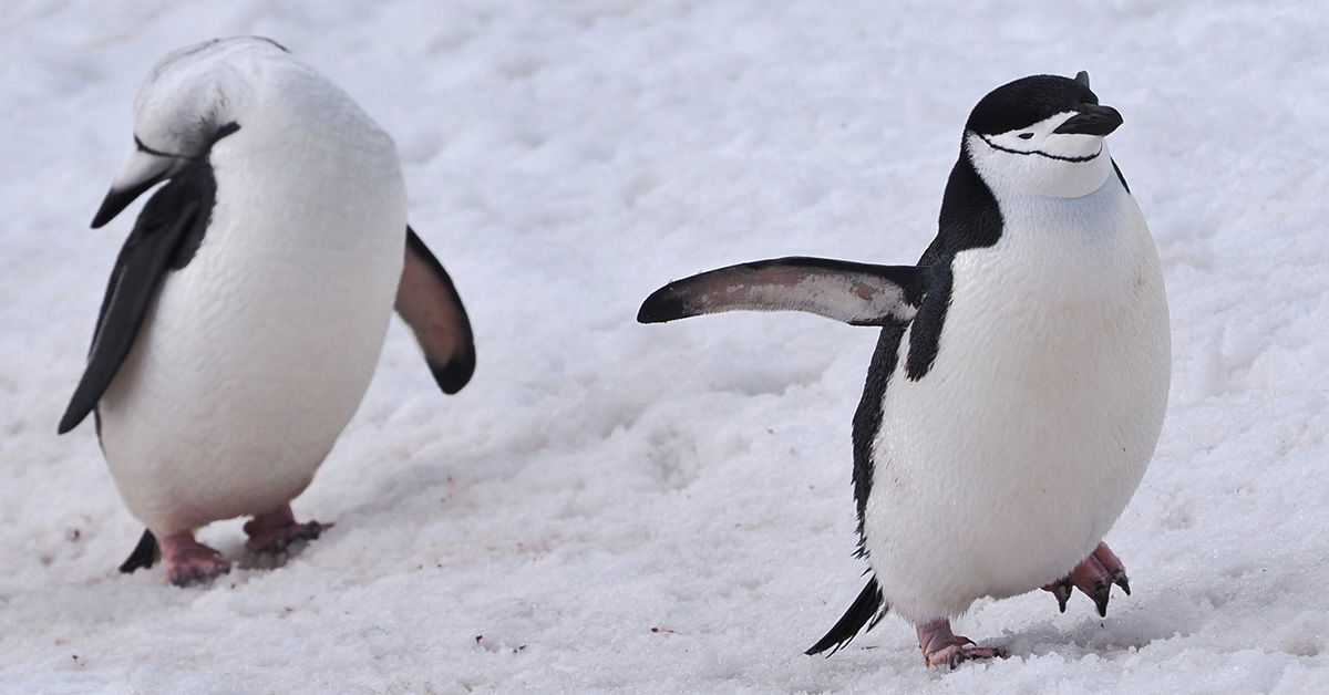 penguin-power-naps-kids-answers