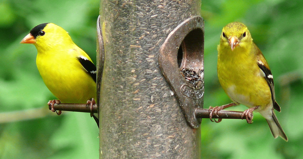 Why Do We Feed Birds—and Should We? A Q&A With the Experts