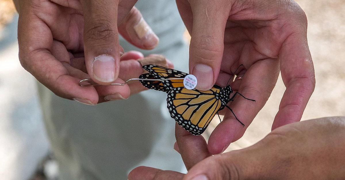 We Went Monarch Tagging