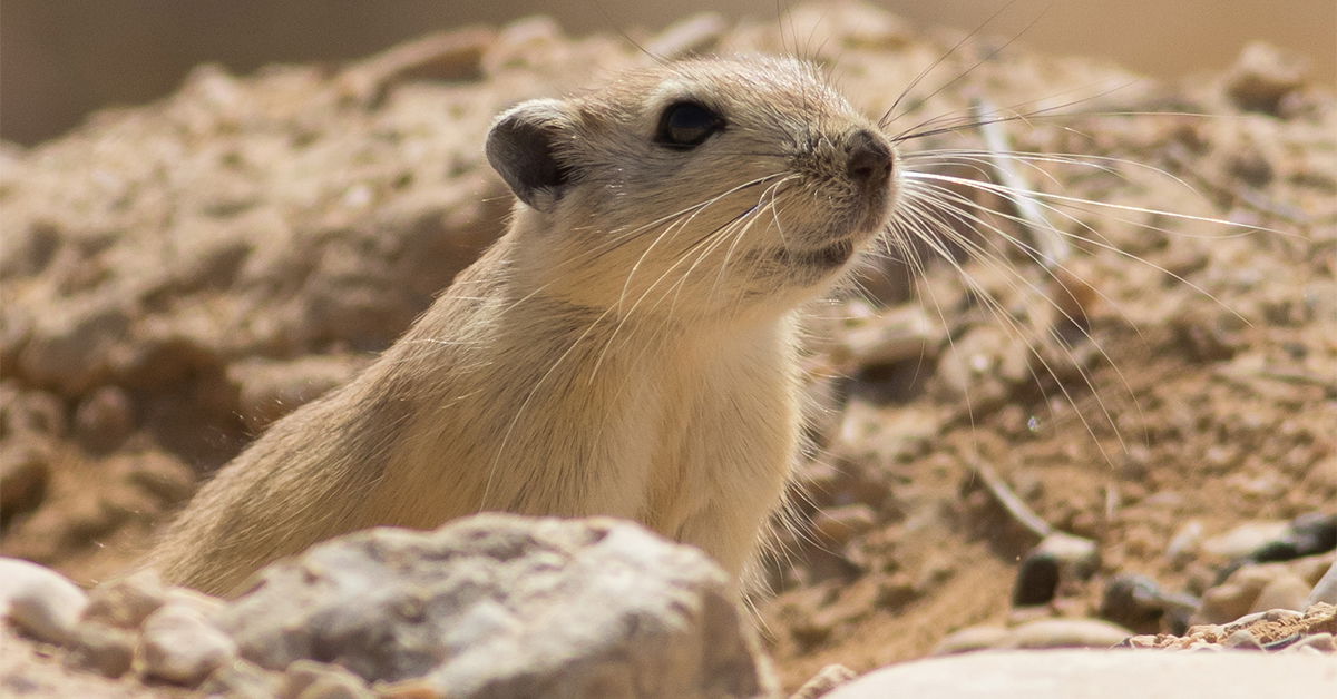 Oh Rats! Kids Answers