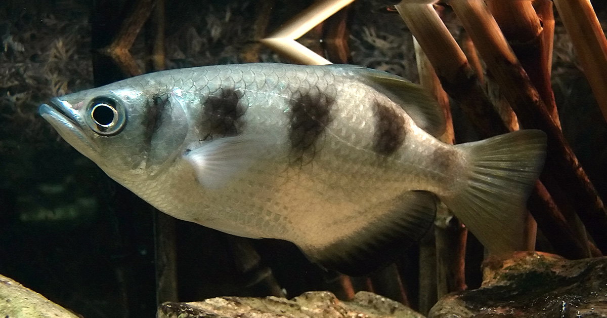 Archerfish