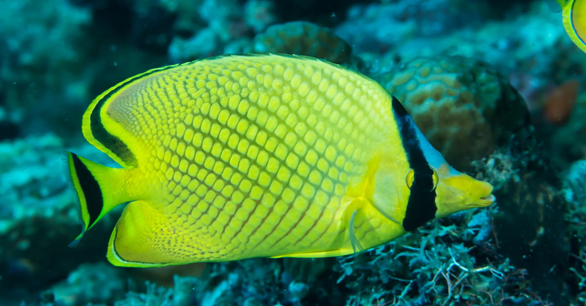 Butterflyfish Types