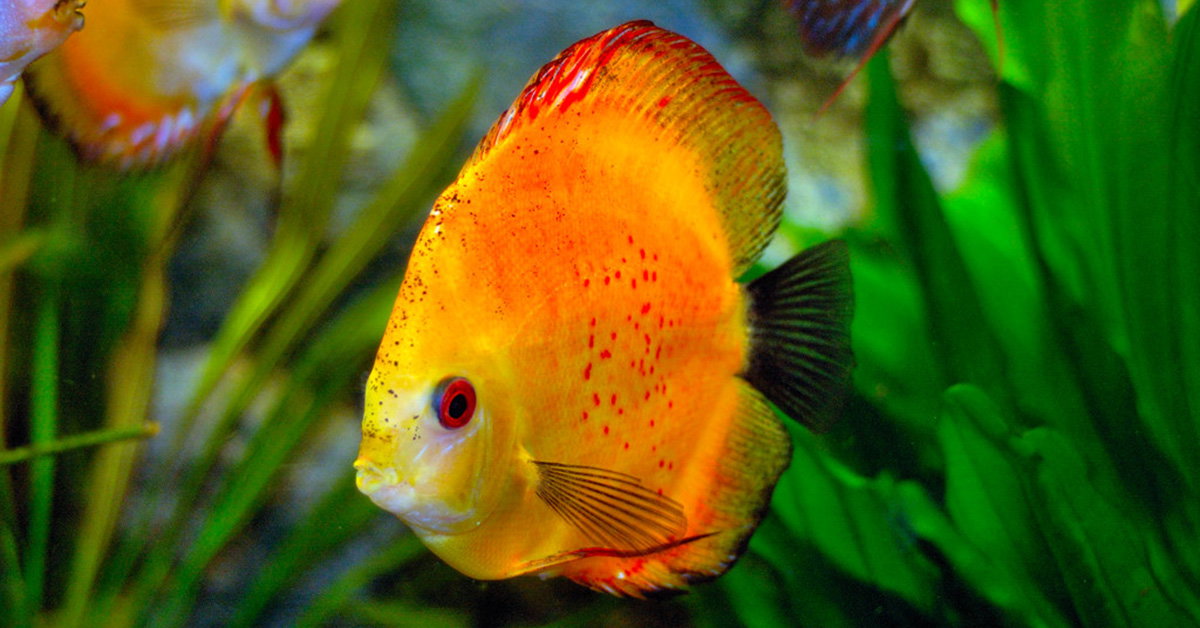 Discus Fish