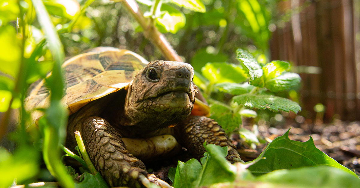 What Are the Differences Between Turtles and Tortoises? | Kids Answers