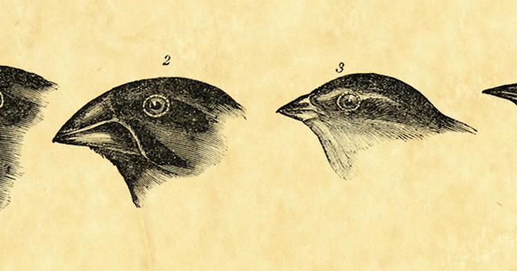 Is Natural Selection an Idol?