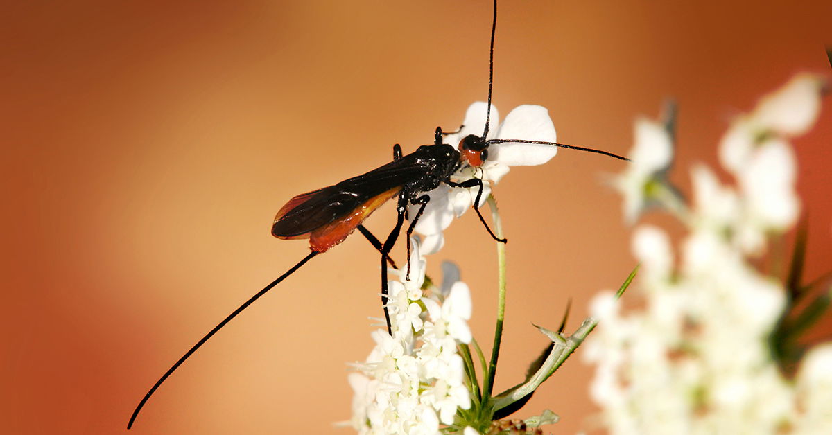 Venom WASP -Polarized