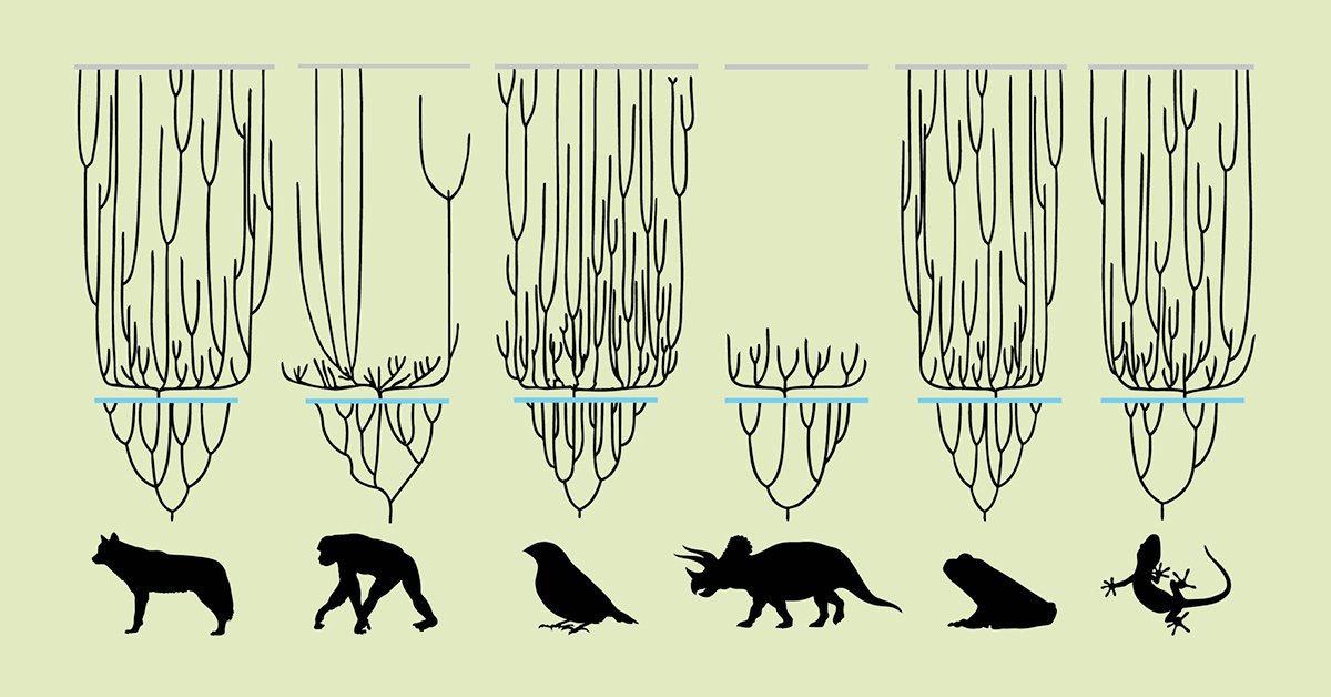 Theoretical evolution tree of deepwoken animal-based races based