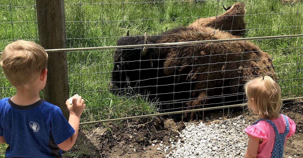 Meeting the Bison at Big Bone Lick | Kids Answers