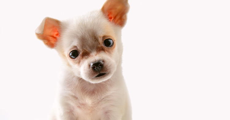 The Science of Adorable