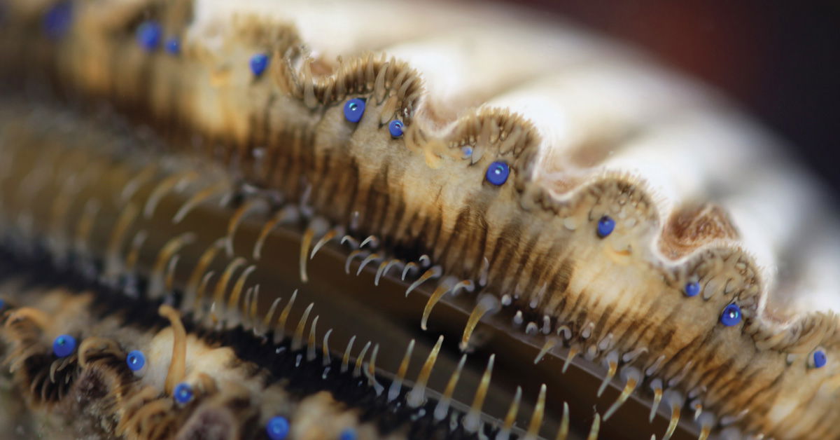 Seeing the Glory of God in Scallop Eyes Answers in Genesis