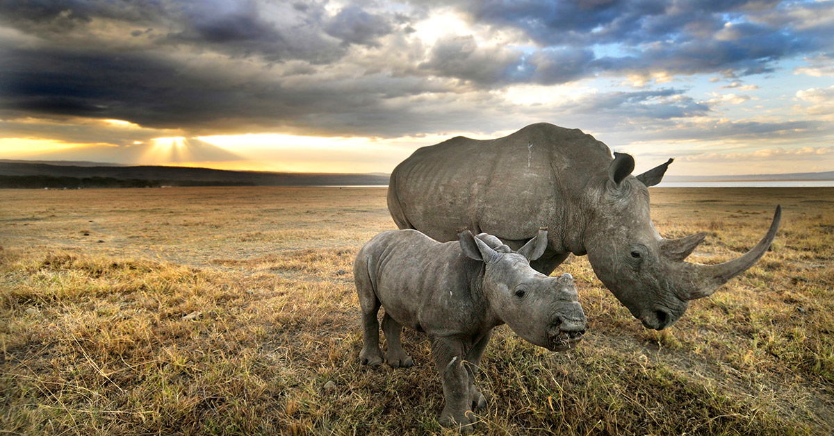 Should Christians Save the Rhinos? | Answers in Genesis