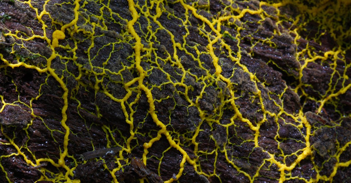 Slime Mold—Mindless Mapmakers Answers in Genesis