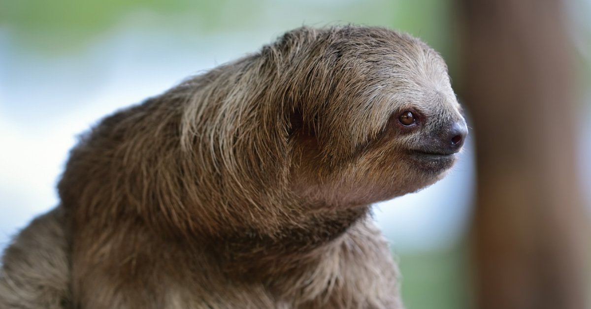 Sloths: Slow on Purpose | Answers in Genesis