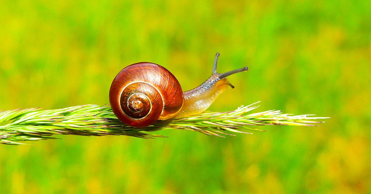 Snails, Slugs, and Semi Slugs | Answers in Genesis