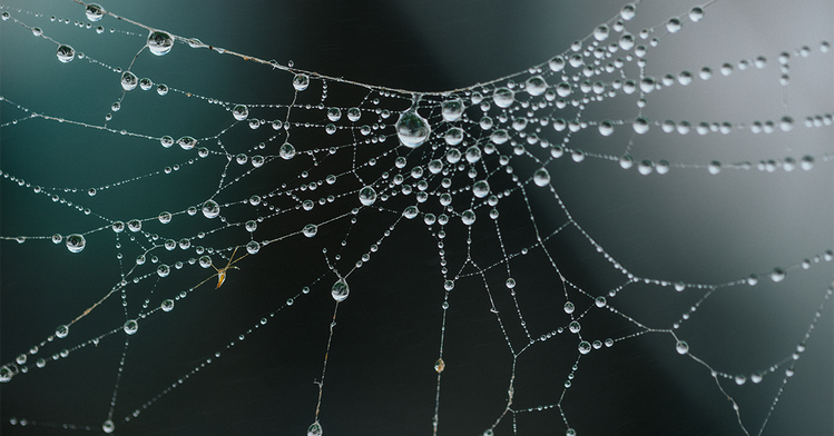 New Australian Spider Species Spins “Spring-Loaded Death Trap”