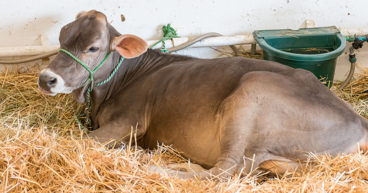 Evolutionary Problem: Cow Uses Tools “Like a Primate”